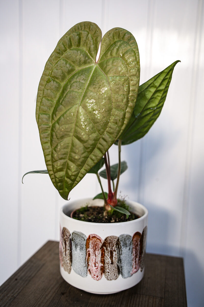 Anthurium Magnificum X Luxurians