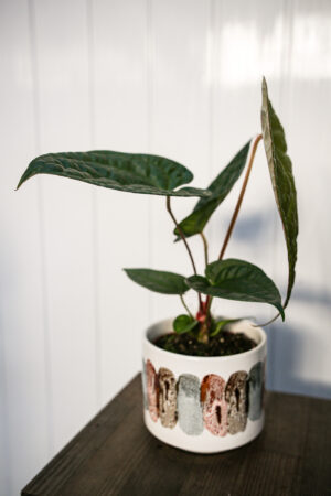 Anthurium Magnificum X Luxurians