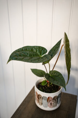 Anthurium Magnificum X Luxurians