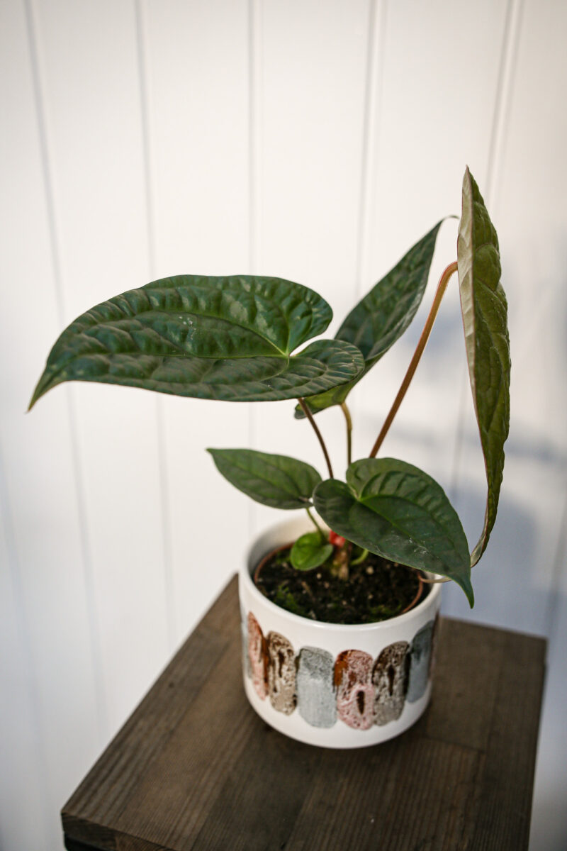 Anthurium Magnificum X Luxurians