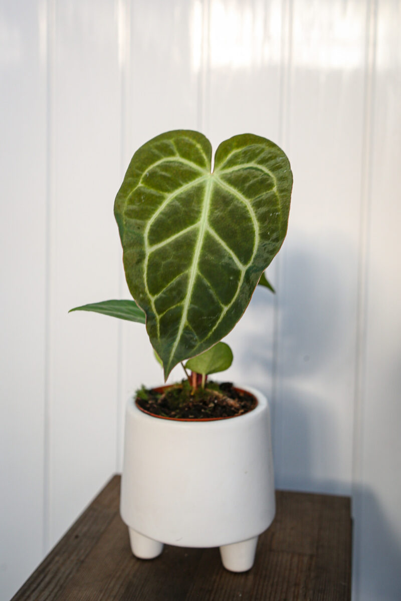 Anthurium Regale x Magnificum