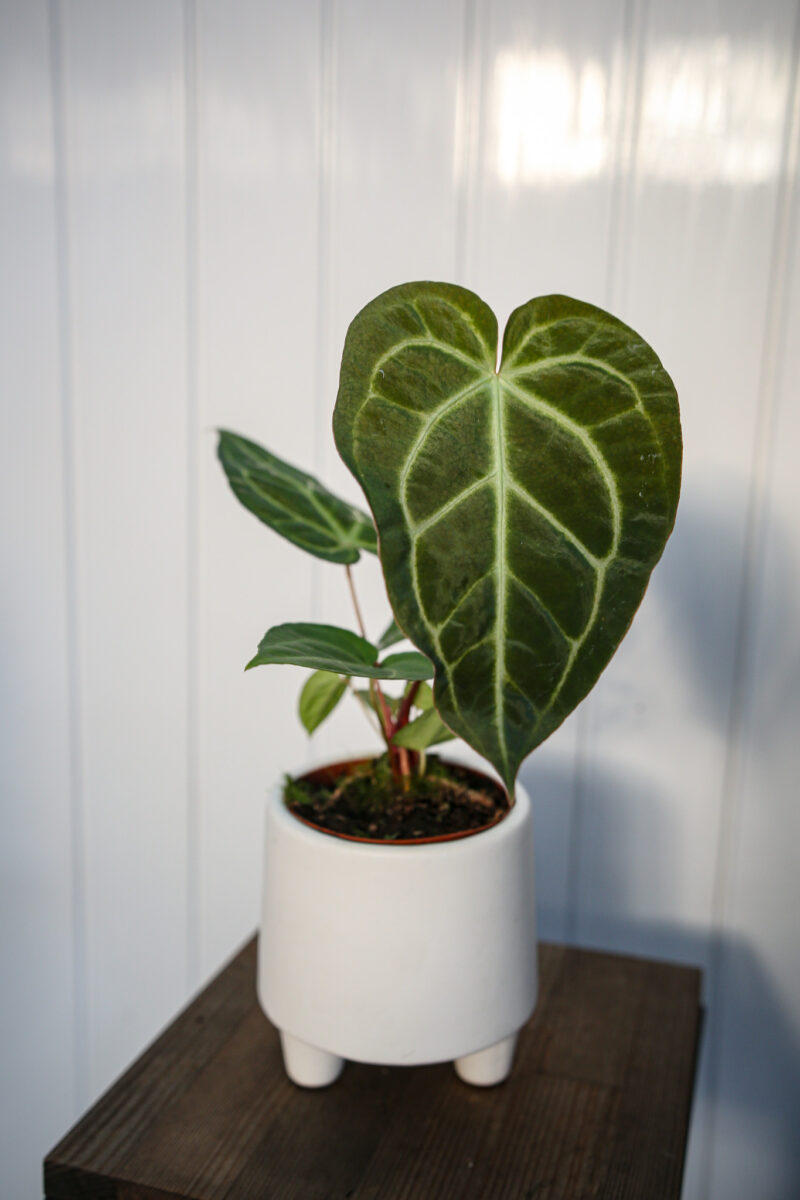 Anthurium Regale x Magnificum