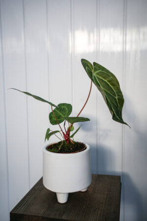 Anthurium Regale x Magnificum