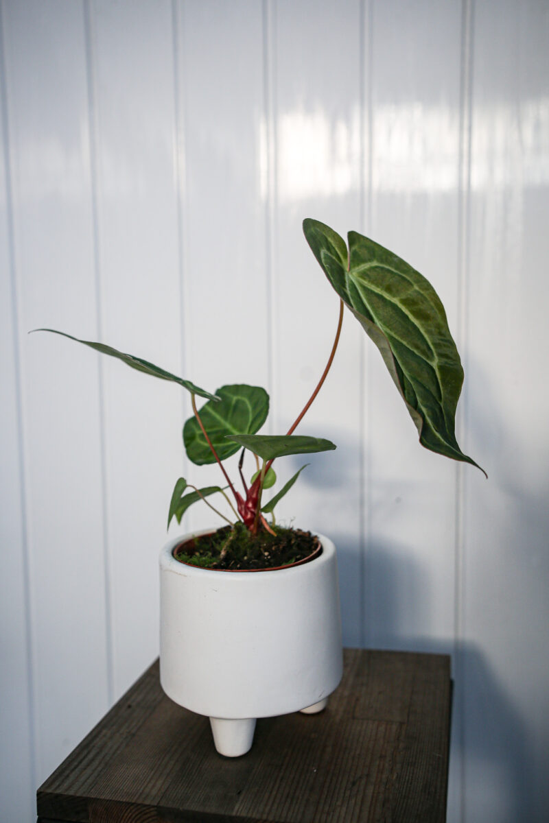 Anthurium Regale x Magnificum