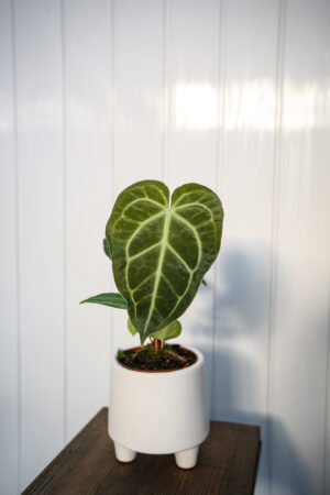 Anthurium Regale x Magnificum