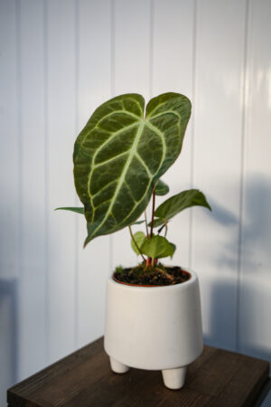 Anthurium Regale x Magnificum