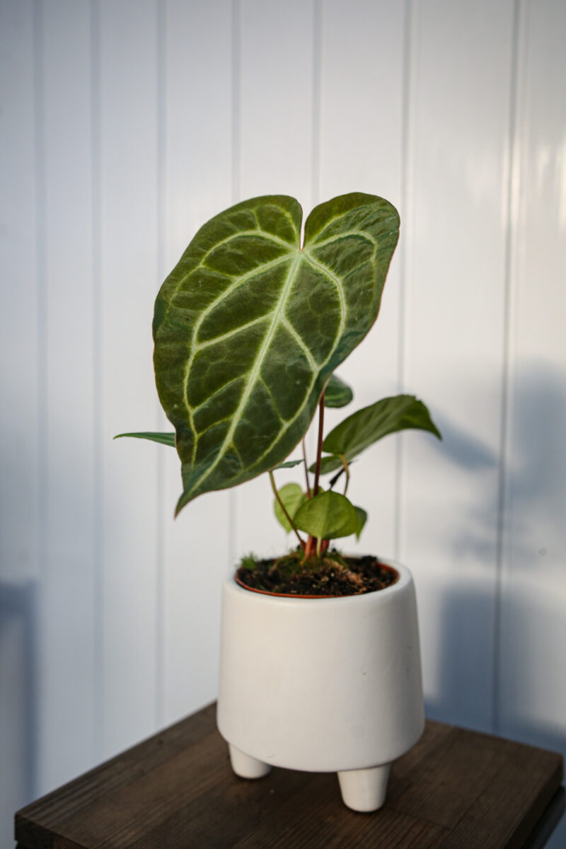 Anthurium Regale x Magnificum