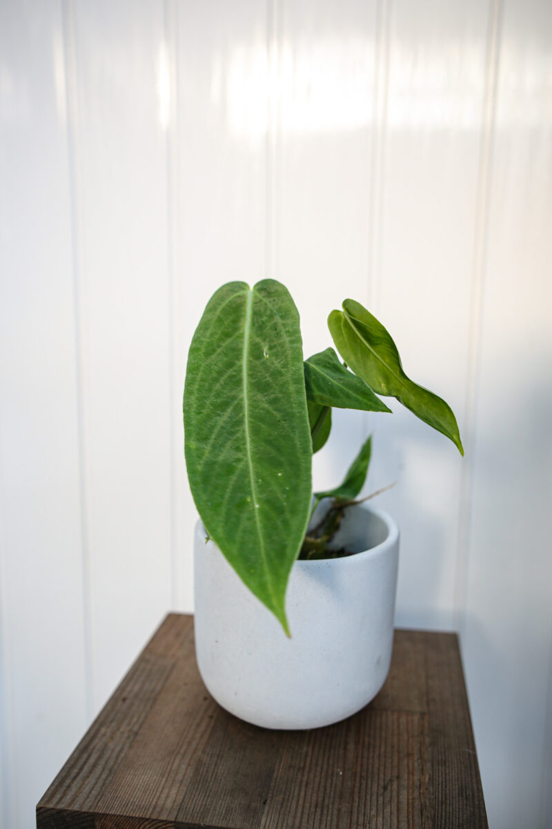 Anthurium Waterburyanum Anthurium Waterburyanum