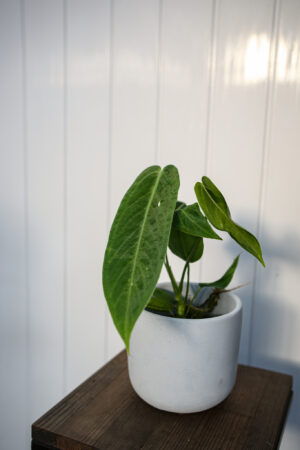 Anthurium warocqueanum x waterburyanum