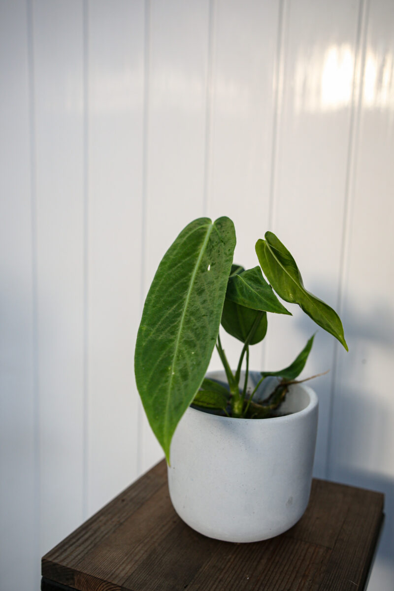 Anthurium warocqueanum x waterburyanum