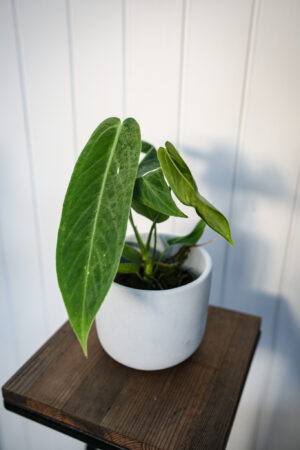 Anthurium warocqueanum x waterburyanum