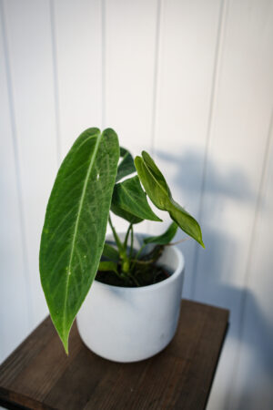 Anthurium warocqueanum x waterburyanum