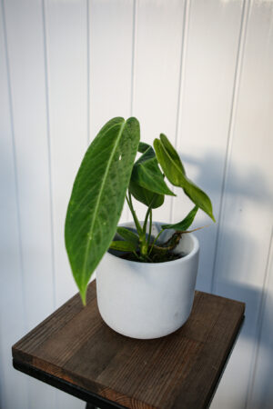 Anthurium warocqueanum x waterburyanum