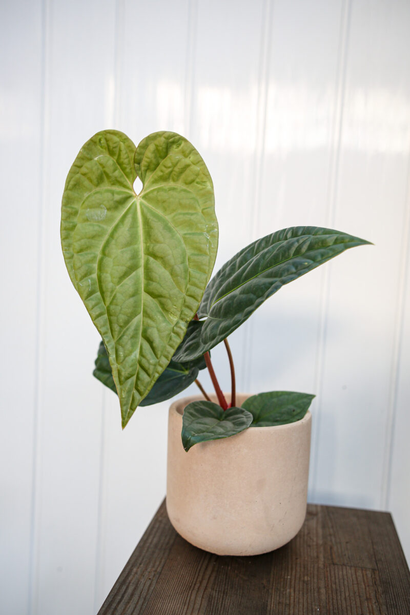 Anthurium Regale X Luxurians