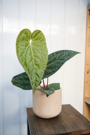 Anthurium Regale X Luxurians