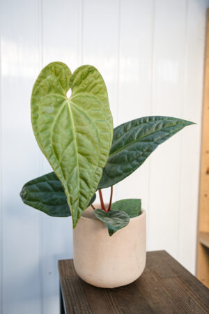 Anthurium Regale X Luxurians