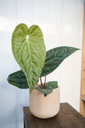Anthurium Regale X Luxurians