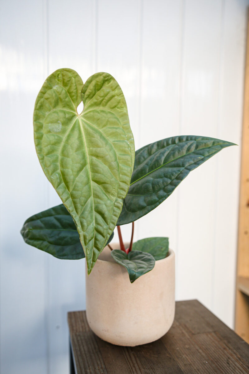 Anthurium Regale X Luxurians