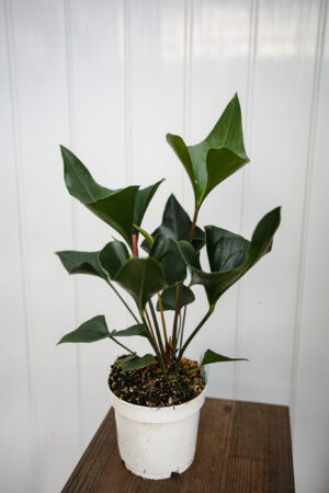 Anthurium Arrow