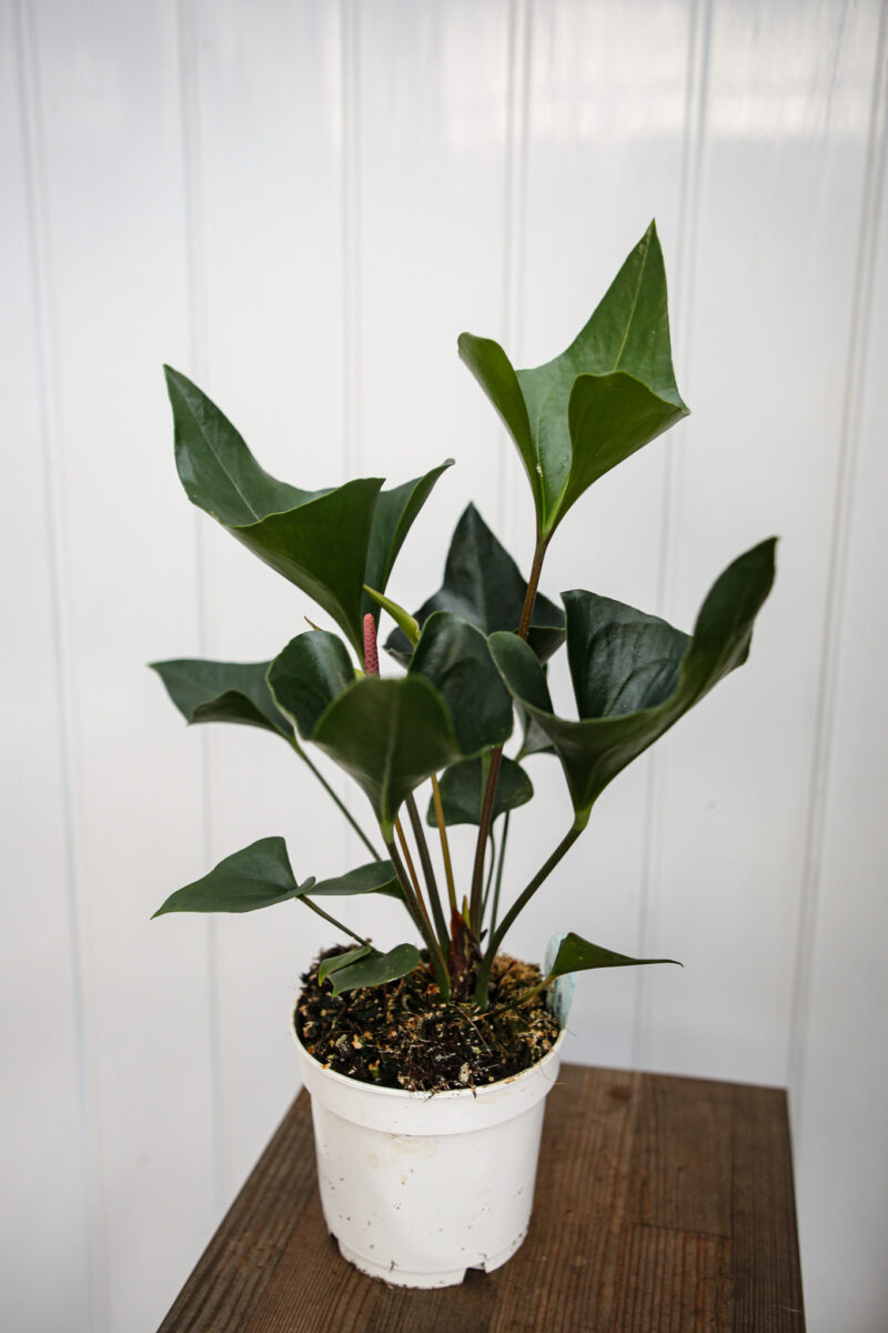 Anthurium Arrow