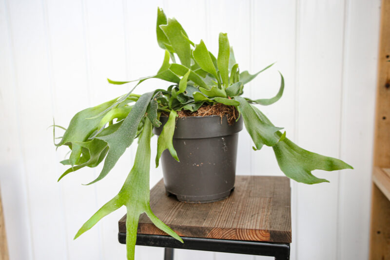 Platycerium bifurcatum Łosie rogi