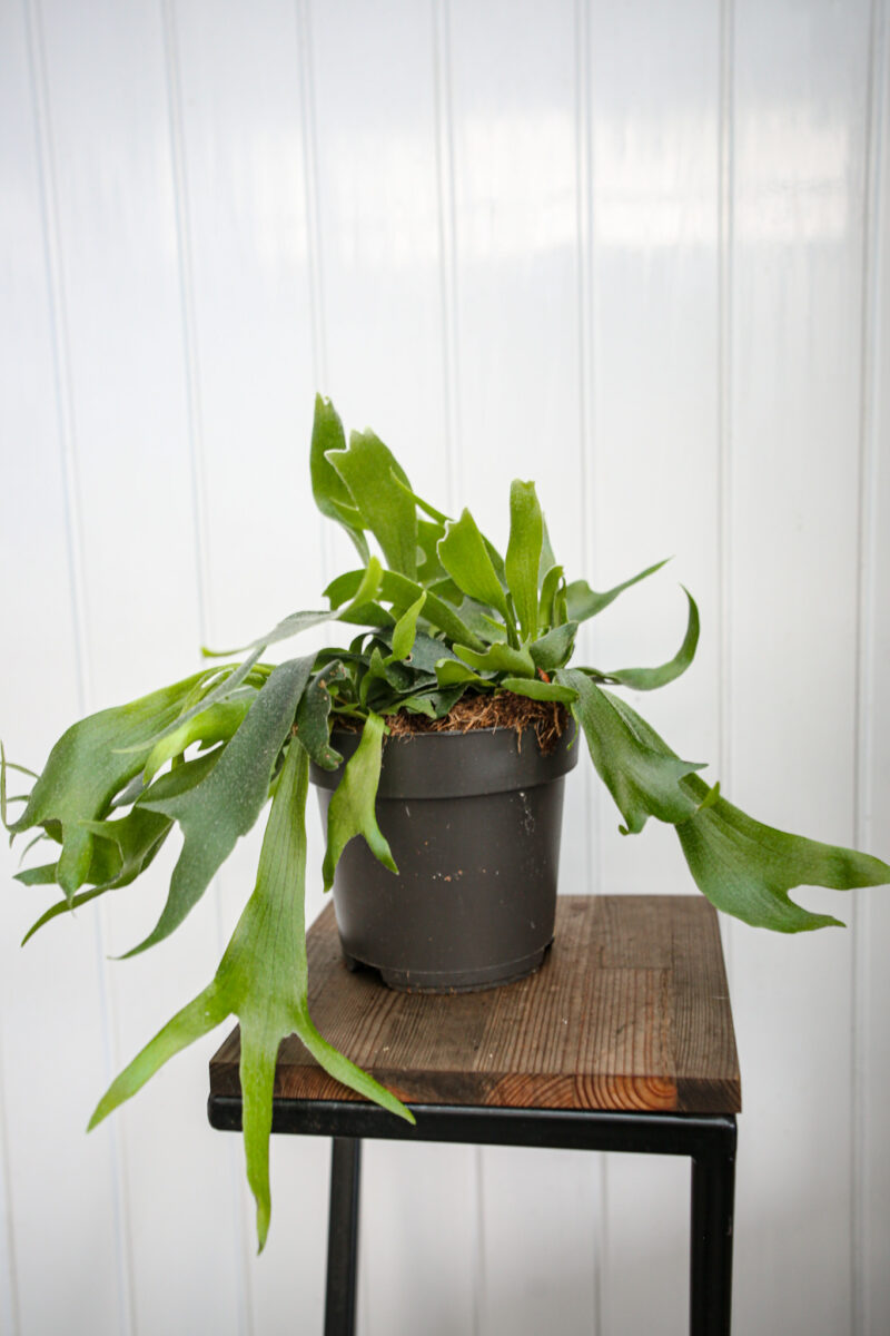 Platycerium bifurcatum Łosie rogi