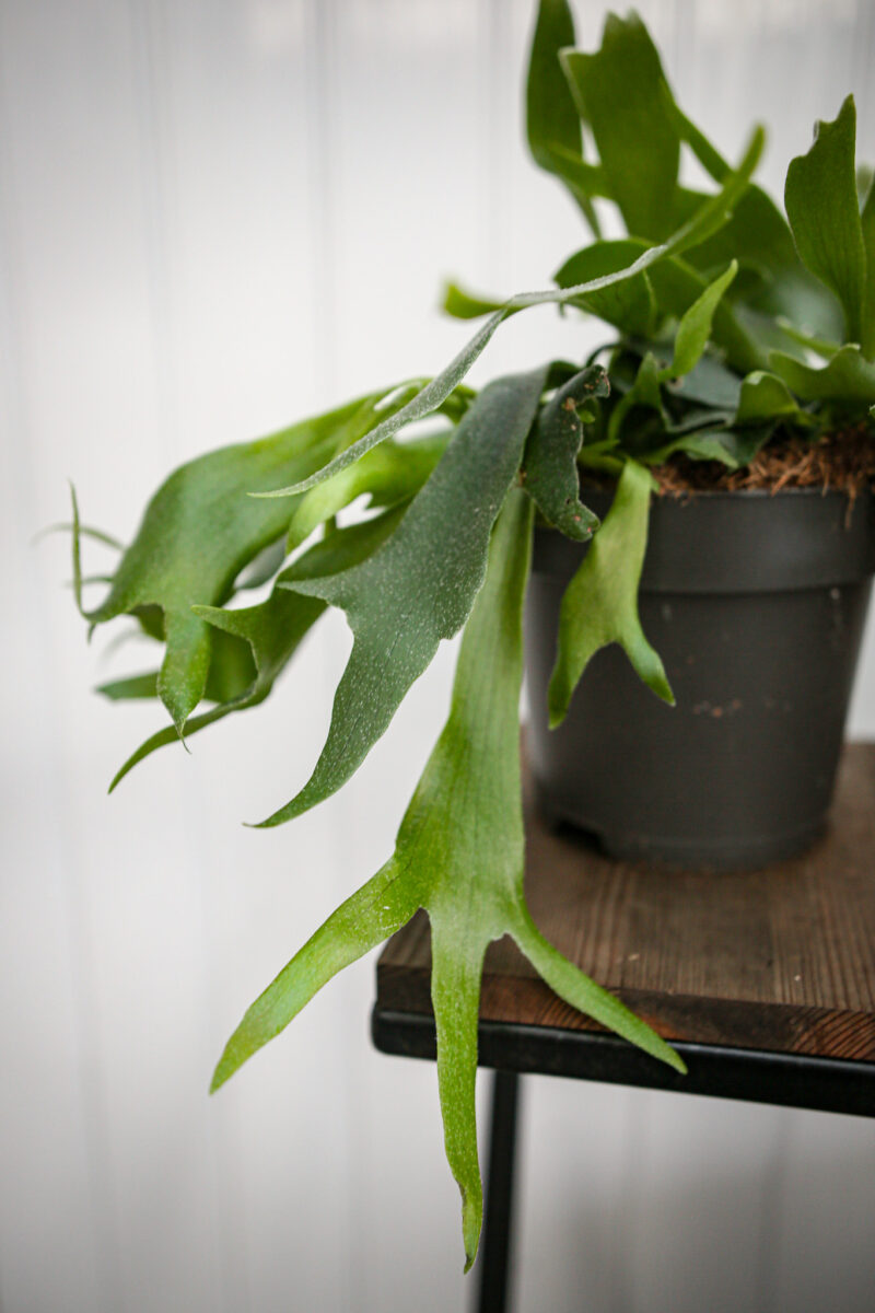 Platycerium bifurcatum Łosie rogi