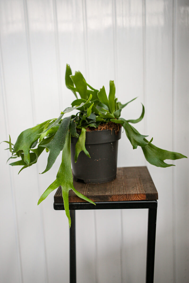 Platycerium bifurcatum Łosie rogi