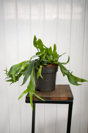 Platycerium bifurcatum Łosie rogi