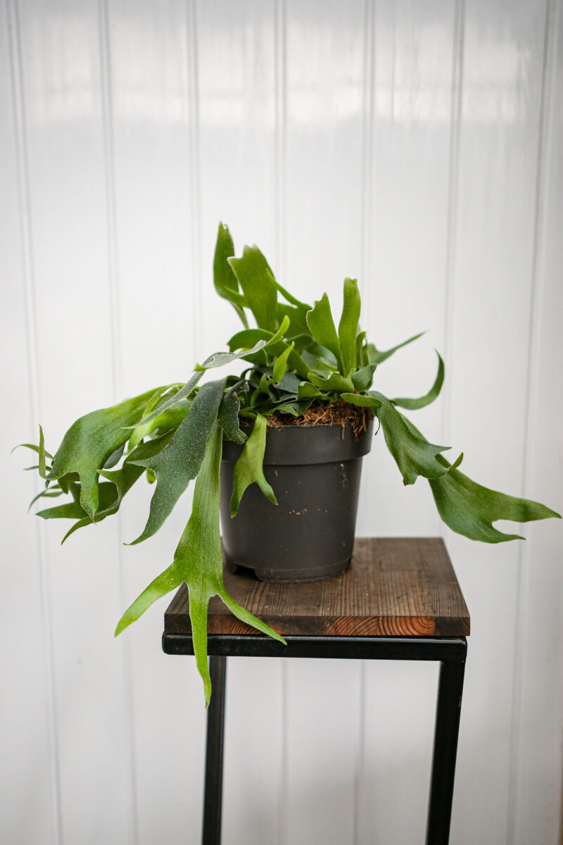 Platycerium bifurcatum Łosie rogi