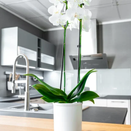 Osłonka Corona do storczyków | matowa, dwa kolory