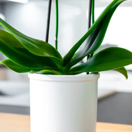 Osłonka Corona do storczyków | matowa, dwa kolory