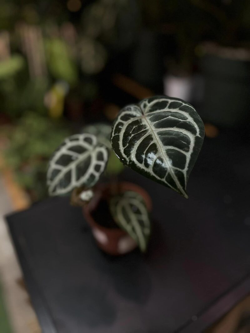 DocBlock Anthurium Crystallinum ‘8’ X Michelle® ’11’