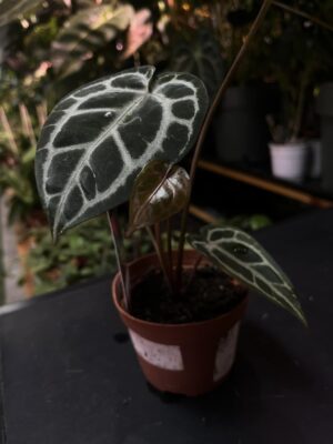 DocBlock Anthurium Crystallinum ‘8’ X Michelle® ’11’