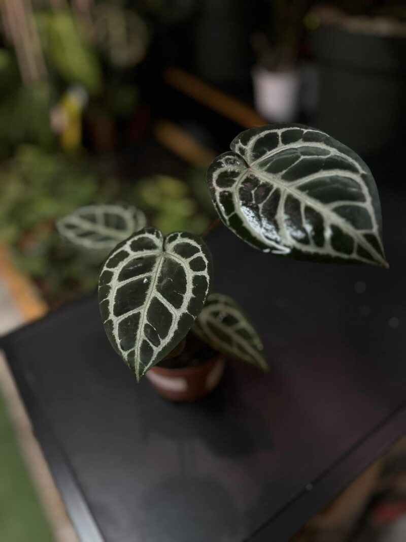 DocBlock Anthurium Crystallinum ‘8’ X Michelle® ’11’