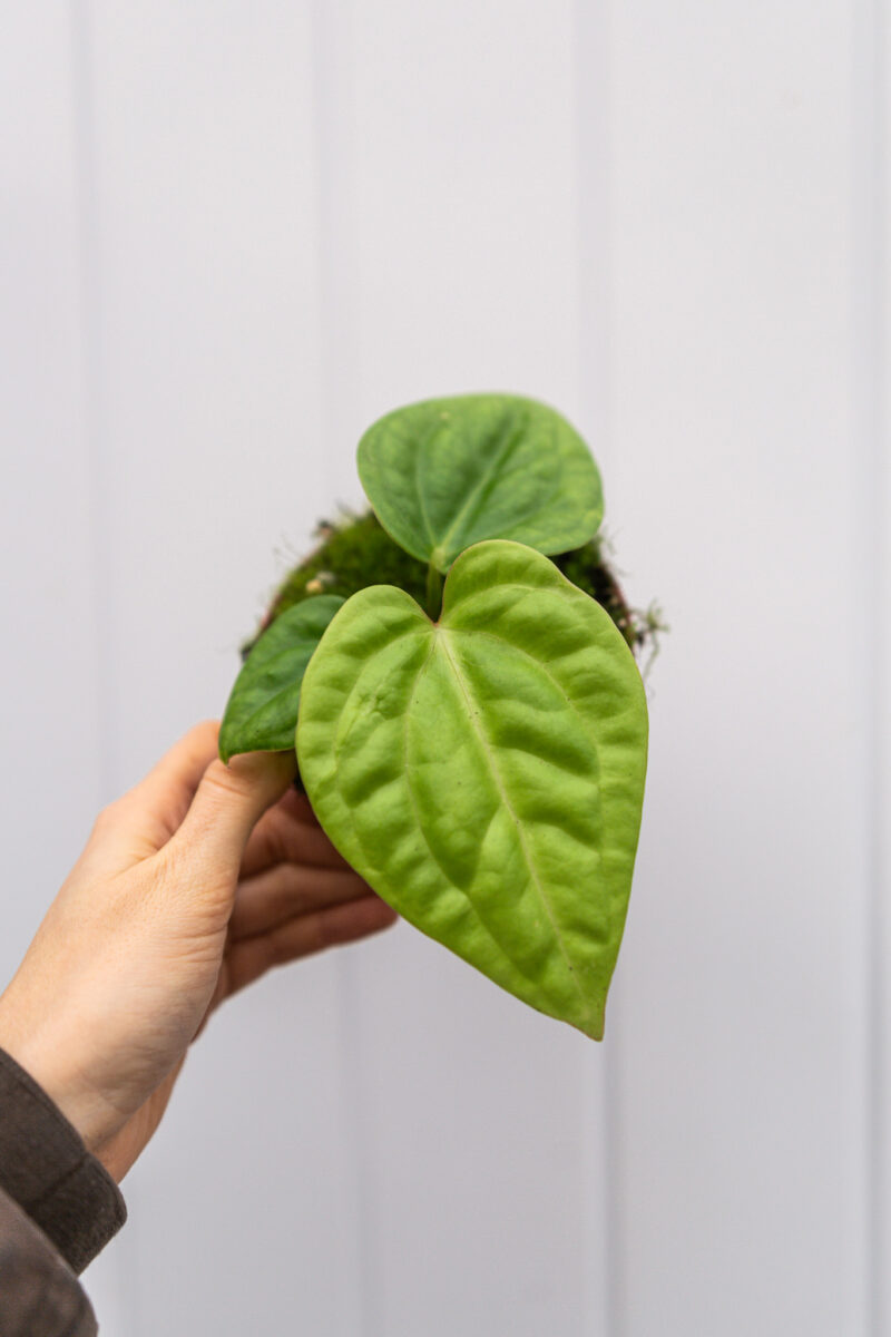 anthurium villenaorum x luxurians