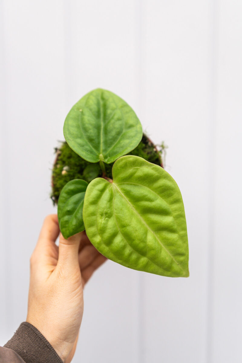 anthurium villenaorum x luxurians