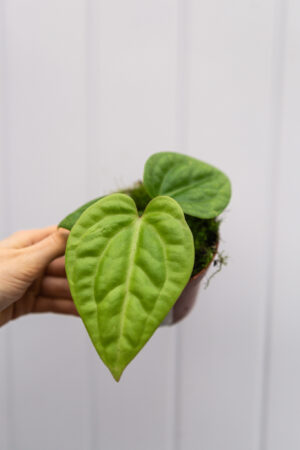 anthurium villenaorum x luxurians