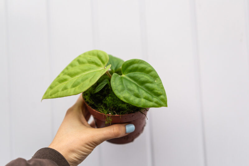 anthurium villenaorum x luxurians