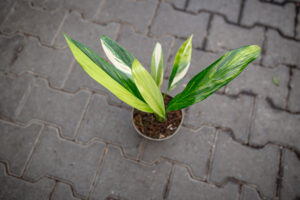 epipremnum amplissimum variegata
