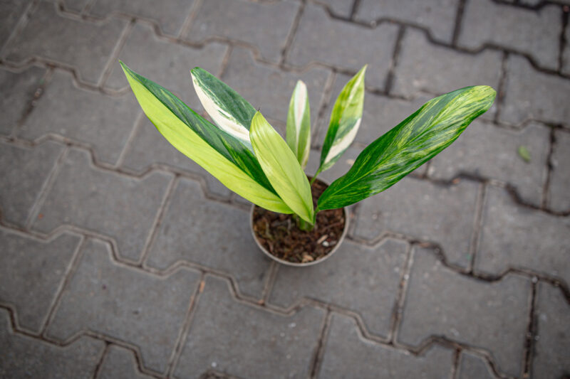 epipremnum amplissimum variegata