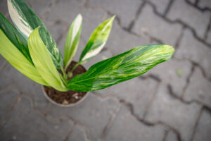 epipremnum amplissimum variegata