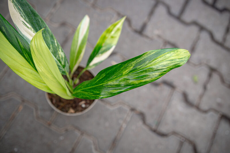 epipremnum amplissimum variegata