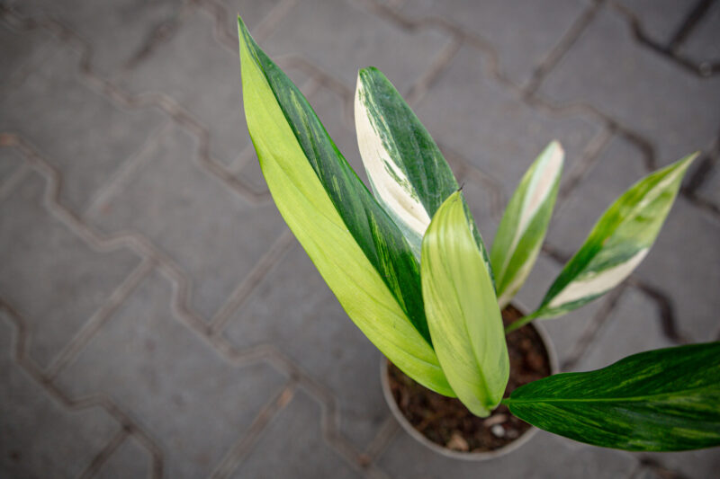 epipremnum amplissimum variegata