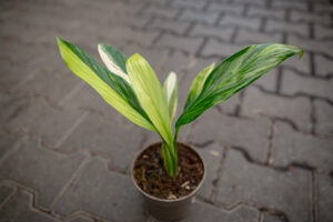 epipremnum amplissimum variegata