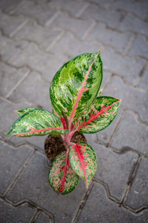 Aglaonema Paradise Red