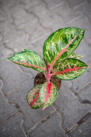 Aglaonema Paradise Red