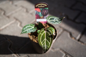 DocBlock Anthurium Zara® ’14’ X Red Crystal® ’12’