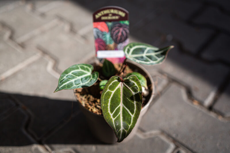 DocBlock Anthurium Zara® ’14’ X Red Crystal® ’12’