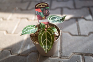 DocBlock Anthurium Zara® ’14’ X Red Crystal® ’12’